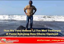 Ikan Hiu Tutul Seberat 1,2 Ton Mati Terdampar di Pantai Bubujung Desa Ciheras Cipatujah