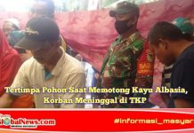 Tertimpa Pohon Saat Memotong Kayu Albasia, Korban Meninggal di TKP