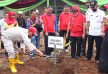 Bupati Loekman Djoyosoemarto Hadiri Tanam Pisang Mas Kirana Perdana Di Kali Rejo