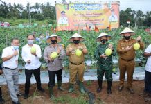 Gubernur Arinal Bersama Bupati Panen Perdana Melon dan Semangka di Agrowisata Hortipark Pesawaran