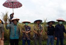 Hasil Panen Raya Desa Purwajaya Kec. Purwadadi Masih Belum Maksimal
