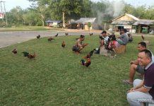 Komunitas Pecinta Ayam Brugo Kumpul Bareng Di RTH Simpang Tiga Panaragan