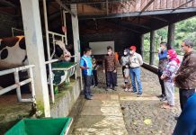 Kunjungan Kerja Bupati Lambar Dalam Rangka Pengembangan Sekolah Kopi