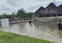 Peremajaan Kolam IC Tubaba Mencapai 8,163 Ton Ikan