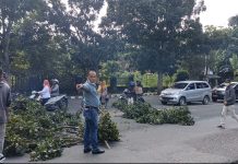 Dinas Lingkungan Hidup Lakukan Penebangan Pohon Yang Tak Produktif