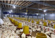 Pengusaha Ayam Di Tulangbawang Menjerit Kekurangan Bibit Ayam