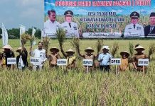 Bupati Mesuji Sulpakar Hadiri Panen Raya Padi MT Tahun 2022