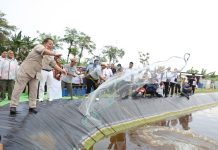 Gubernur Arinal Panen Perdana Udang Vaname Air Tawar, di PKK Agropark Lampung