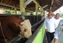 Pj. Gubernur Samsudin Tinjau Sarana dan Prasarana Balai Inseminasi Buatan dalam Memproses Semen/Mani Sapi Beku di UPTD BIBD Disnak Keswan di Terbanggi Besar, Lampung Tengah