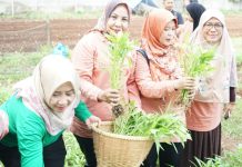 DWP Gelar Panen Sayur di Lahan RSPTN