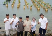 Gubernur Lampung Tanam Mangrove dan Tinjau Inovasi Appostrap di Pesawaran