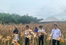 Wujud Nyata Ketahanan Pangan, Lapas Way Kanan Melaksanakan Panen Raya Jagung