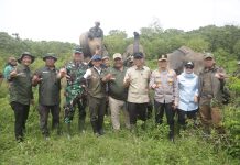 Pemerintah Bangun Pembatas 138 Km di Way Kambas, Solusi Permanen Konflik Gajah dan Manusia