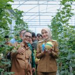 Wagub Jihan Nurlela Panen Raya Melon di SMK Negeri Pertanian Pembangunan Natar, Hasil dari Pengembangan Smart Greenhouse Berbasis Internet of Things