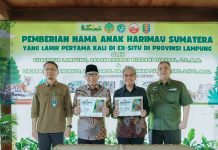Gubernur Rahmat Mirzani Djausal Perkenalkan Anak Harimau Sumatera Bernama Puspa dan Muli Sikop di Taman Satwa Lembah Hijau, Minimnya Populasi Membuat Konservasi Satwa Liar Kian Mendesak