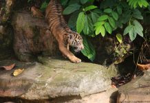 Anak Harimau Sumatera Tampil Perdana, Gubernur Lampung Resmikan Nama