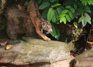 Anak Harimau Sumatera Tampil Perdana, Gubernur Lampung Resmikan Nama
