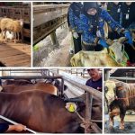 Penjualan Sapi Kurban Lampung 2026 Naik 40,15 Persen, Domba Melonjak 121,76 Persen