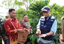 PHC Ubah Wajah Perkebunan Kopi Lampung, Gubernur Mirza Dorong Produktivitas Kopi Meningkat