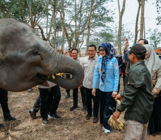 Kunjungan Komisi IV DPR RI, Pemprov Lampung Perkuat Komitmen Mitigasi Karhutla Taman Nasional Way Kambas