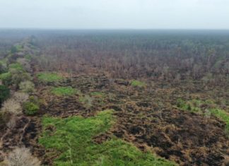 Hujan Bantu Padamkan Karhutla di Way Kambas, Pemprov Lampung Lanjutkan Pemantauan