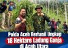 Polda Aceh Ungkap Ladang Ganja Seluas 18 Hektar di Aceh Utara, Empat Orang Diamankan